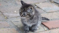 Tapeta Annimals 160.jpg